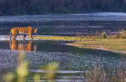 Tiger Tracking Trip in Bardiya – 7 Days