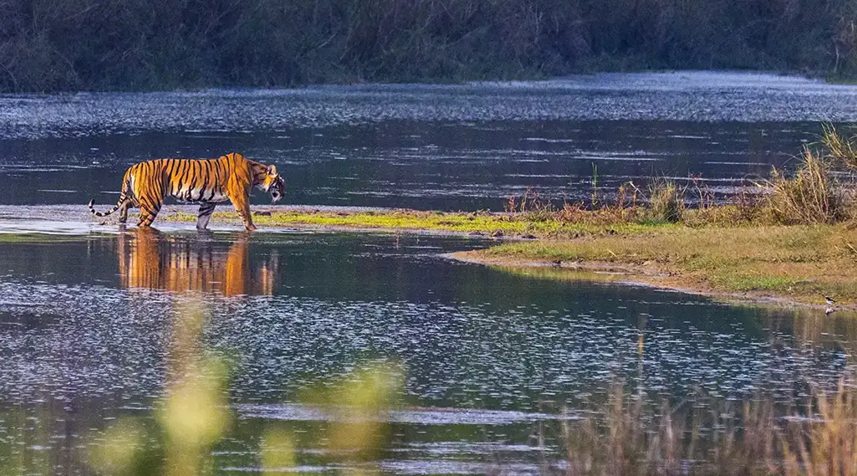 Tiger Tracking Trip in Bardiya – 7 Days