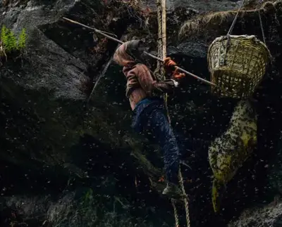 Mad Honey Nepal: Explore the Hallucinogenic Tradition of Himalayan Honey Hunting