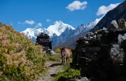 Langtang – Gosaikunda Lauribina Pass Trek- 16 Days
