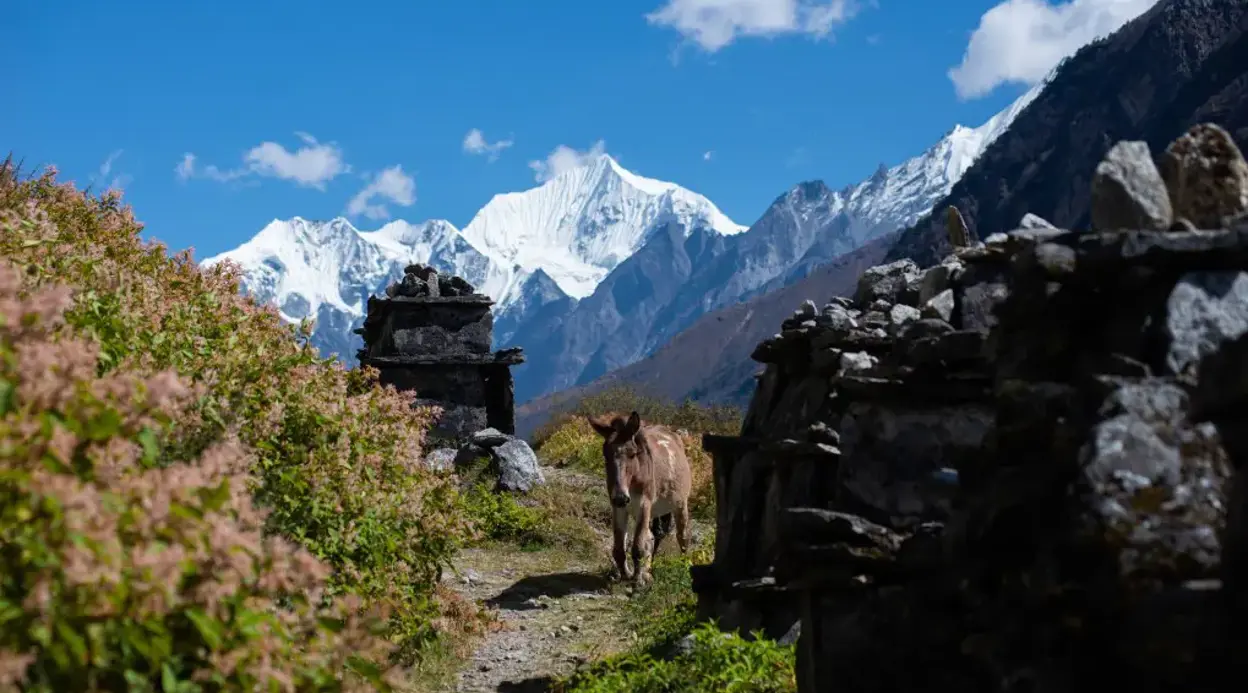 Langtang – Gosaikunda Lauribina Pass Trek- 16 Days