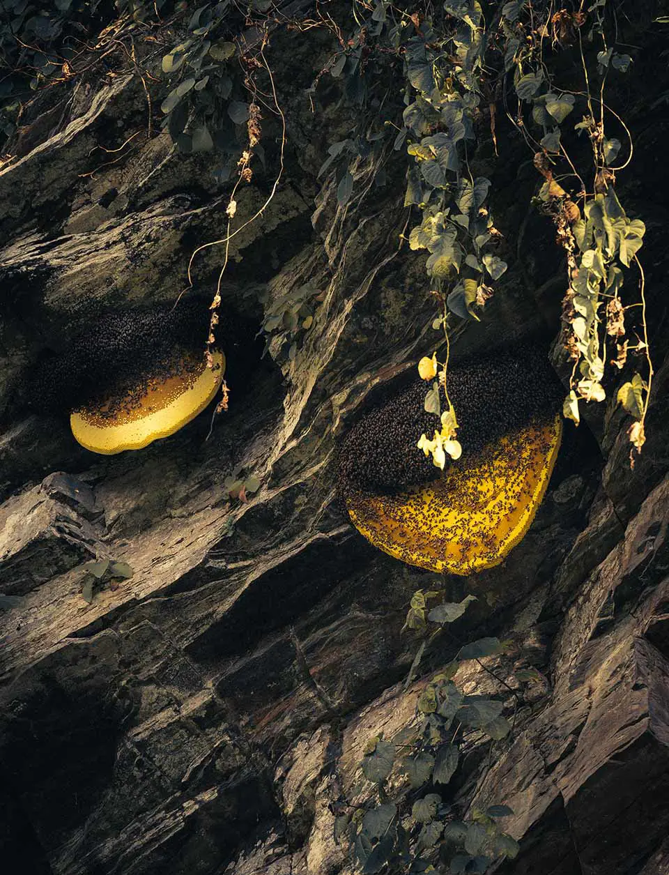 Medicinal Benefits of Mad Honey