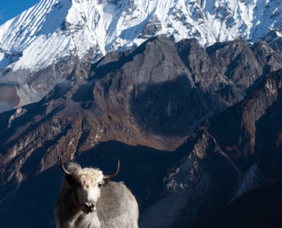 Langtang National Park Travel Guide: Trekking Routes, Wildlife & How to Get There from Kathmandu