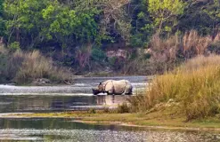 Tiger Tracking Trip in Bardiya – 7 Days