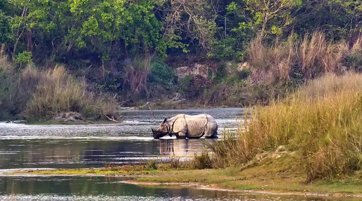Tiger Tracking Trip in Bardiya – 7 Days