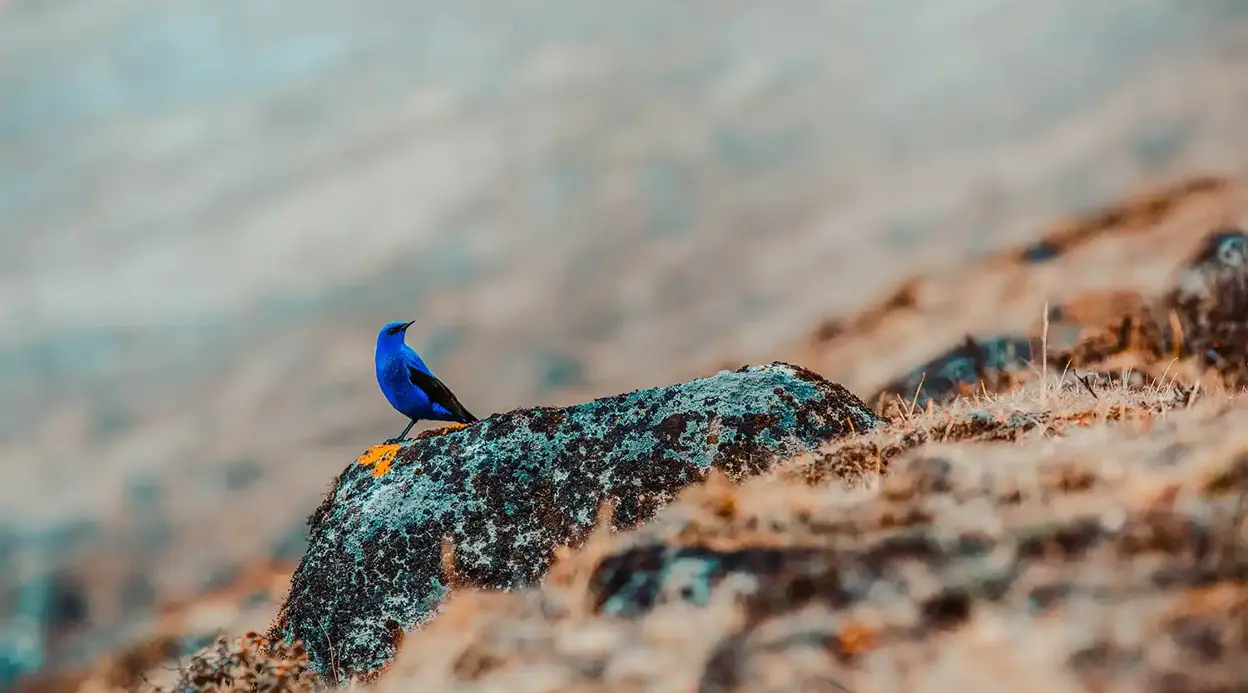 Gokyo Lakes and Renjo-La Pass Trek-14 days Gokyo Lakes and Renjo-La Pass Trek-14 days