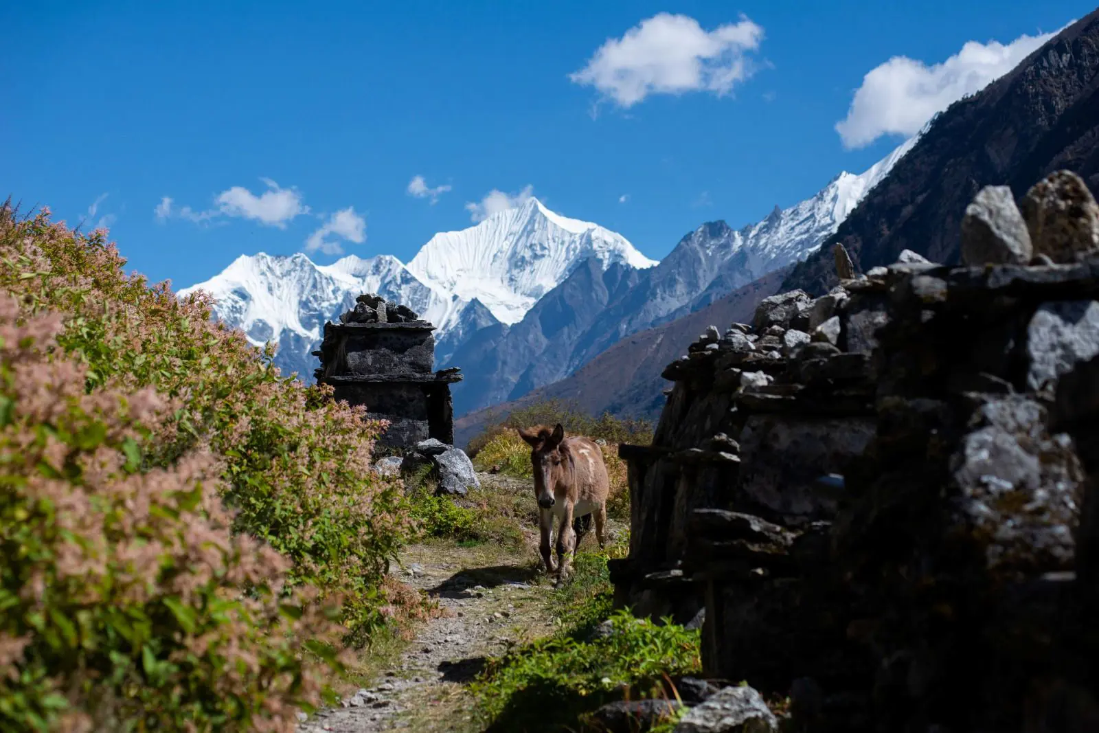 Natural Scenery at Langtang Village