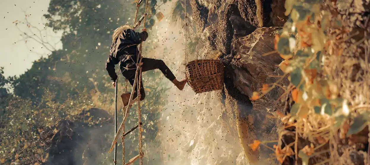 Mad Honey Nepal: Explore the Hallucinogenic Tradition of Himalayan Honey Hunting