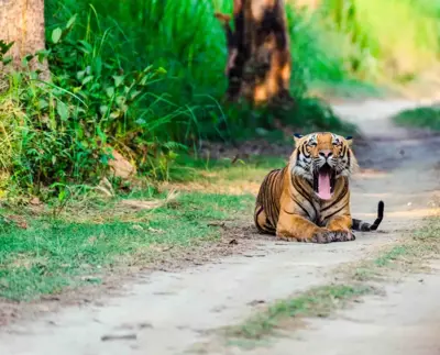 The Majestic National Parks of Nepal: Explore Wildlife, Adventure & Culture with Trek Me Nepal