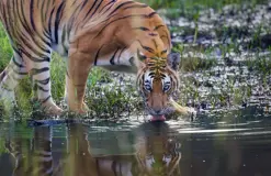 Tiger Tracking Trip in Bardiya – 7 Days