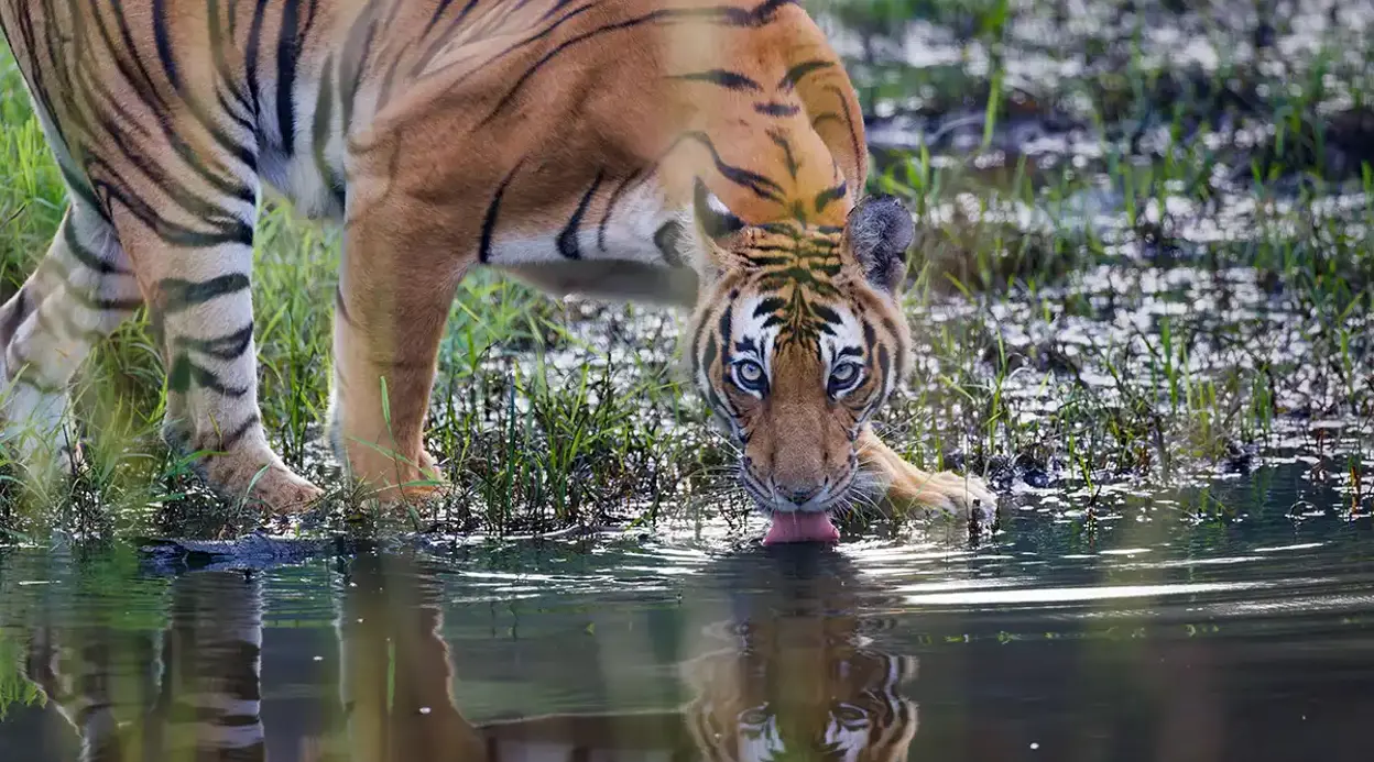 Tiger Tracking Trip in Bardiya – 7 Days