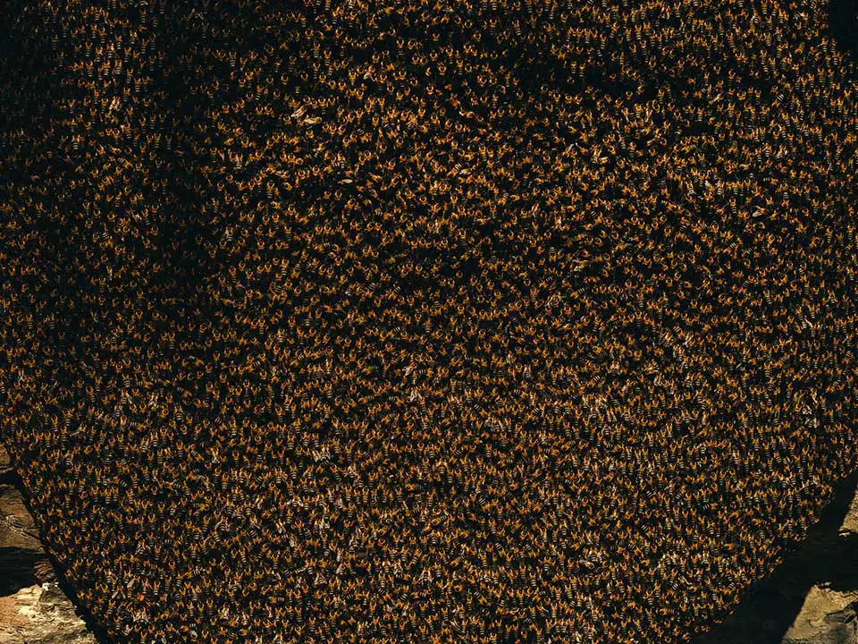 Apis laboriosa or Himalayan giant honey bee